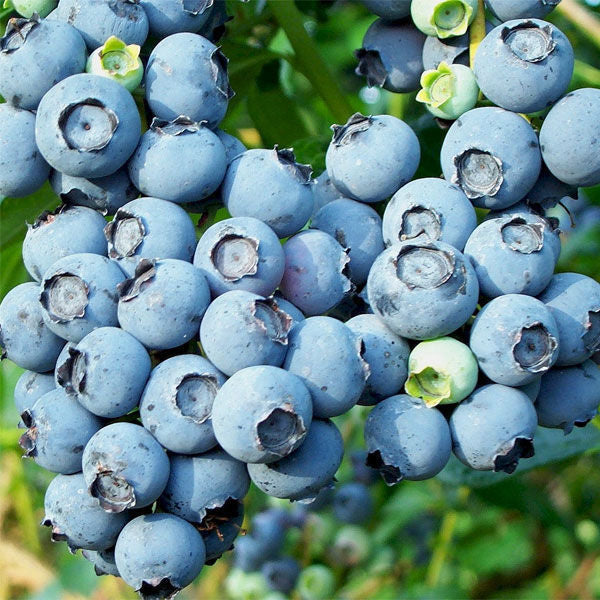 Blueberries