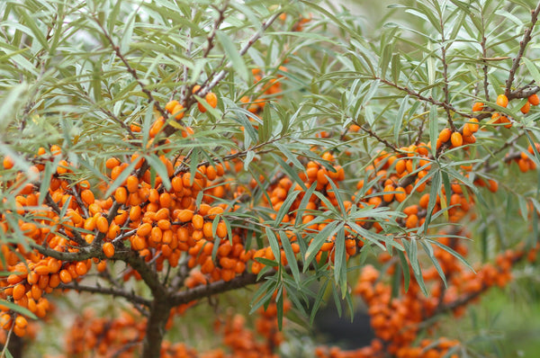 Sea Buckthorn