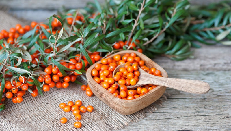 Sea Buckthorn