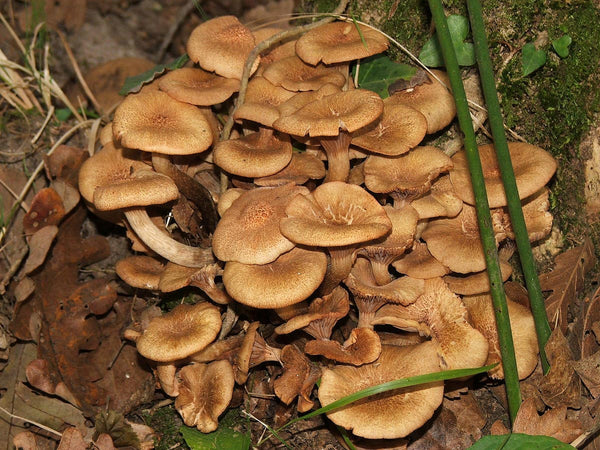 Honey Fungus