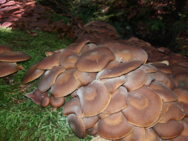 Sponge Mushrooms