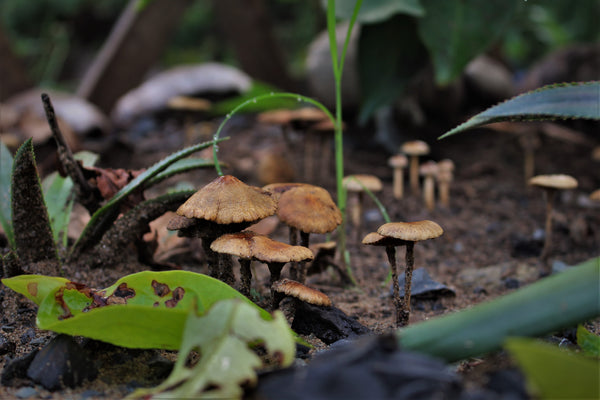 Sponge Mushrooms